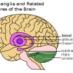 Basal ganglia