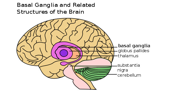 Basal ganglia